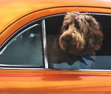 TÜV-Verband: Sicher mit Hunden unterwegs 