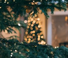 Den Weihnachtsbaum sicher transportieren