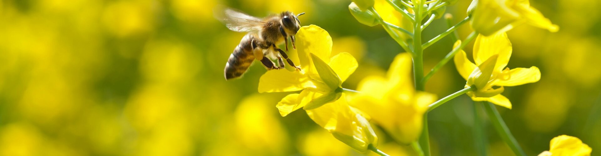 Stellungnahme zum Entwurf eines Gesetzes zur Stärkung der Natürlichen Infrastruktur Gelbe Blusenwiese mit einer Biene an einer Blüte.