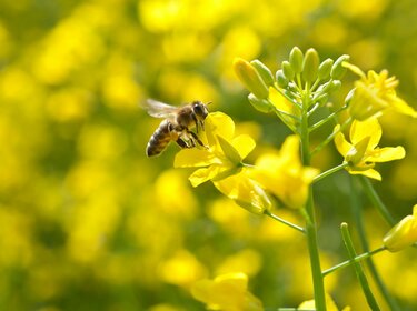 Gelbe Blusenwiese mit einer Biene an einer Blüte.