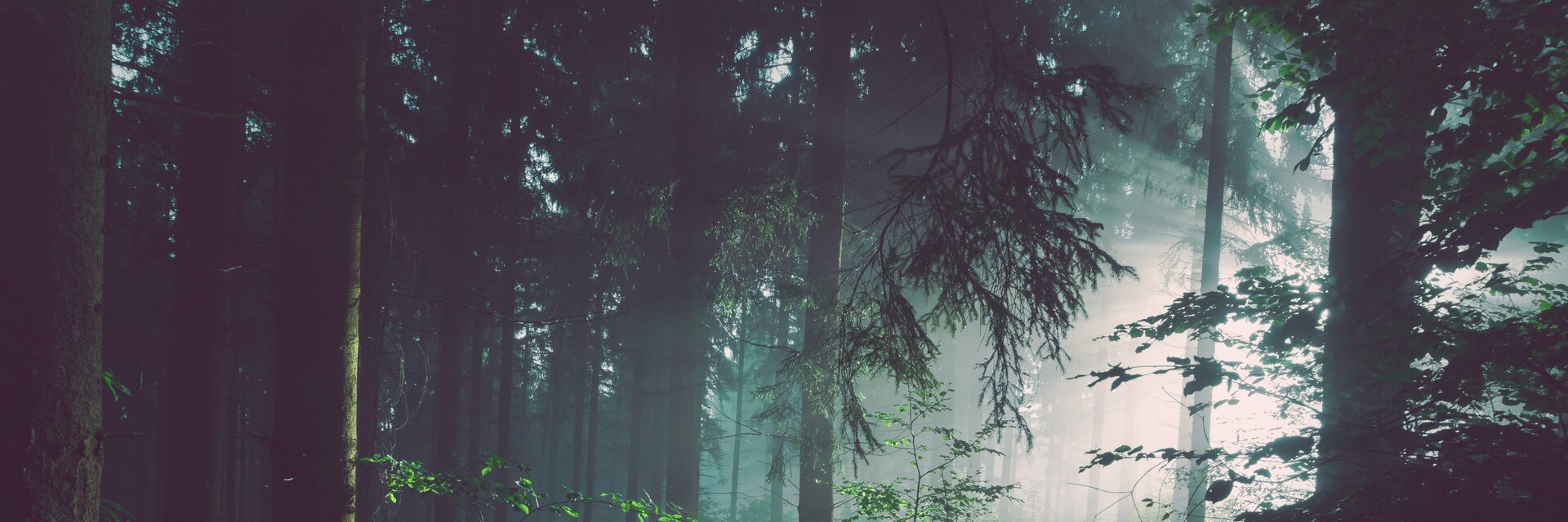 Blick in einen dunkelgrünen Wald, der von einer nahen Lichtung erstrahlt wird