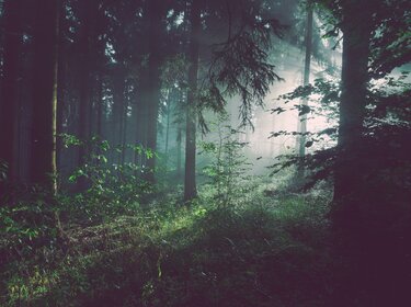 Blick in einen dunkelgrünen Wald, der von einer nahen Lichtung erstrahlt wird