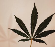 THC-Grenzwertvorschlag gefährdet Verkehrssicherheit