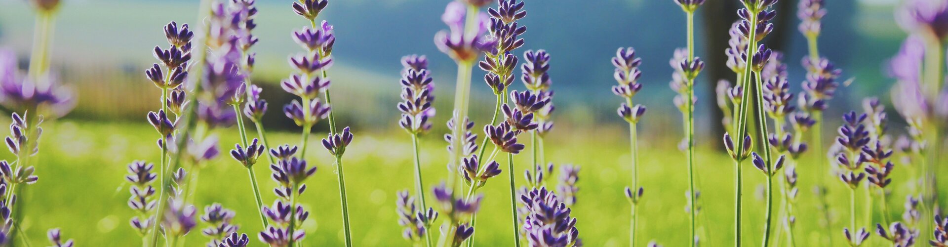 Stellungnahme zum Entwurf eines Umweltschutz-Modernisierungsgesetzes Lavendel auf einer Wiese.