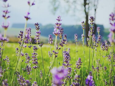 Lavendel auf einer Wiese.