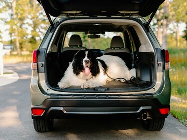 Sicher unterwegs mit Vierbeinern: Darauf kommt es beim Transport an Zu sehen ist ein großer Hund der im geöffneten Kofferraum liegt. Er schaut in die Kamera.
