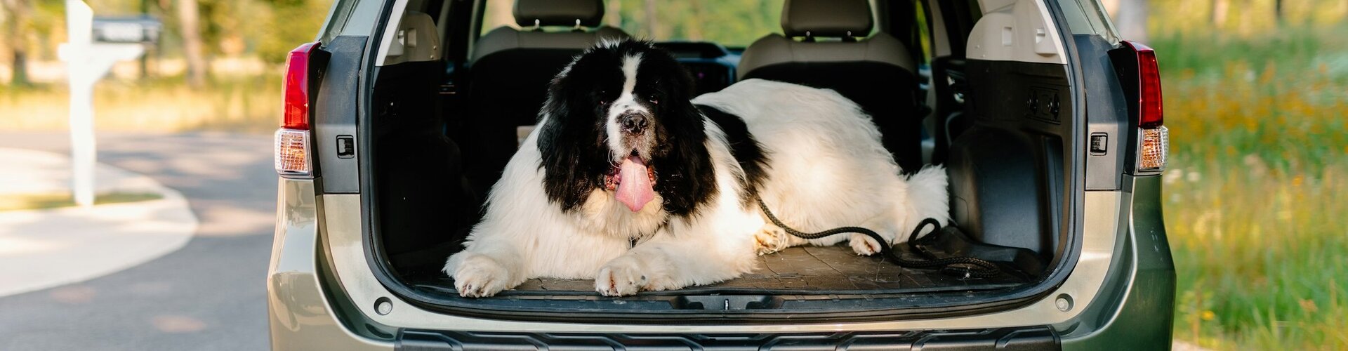 Sicher unterwegs mit Vierbeinern: Darauf kommt es beim Transport an Zu sehen ist ein großer Hund der im geöffneten Kofferraum liegt. Er schaut in die Kamera.