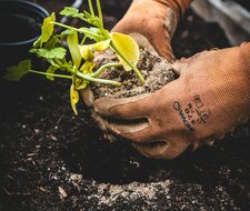 Schmerzfreie Gartenarbeit dank Schutzhandschuhen