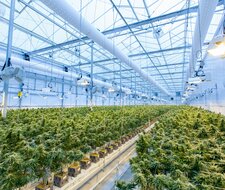 Zwei Jahre Cannabis-Legalisierung: TÜV-Verband mahnt klare Trennung im Straßenverkehr an Zwei Jahre Cannabis-Legalisierung: TÜV-Verband mahnt klare Trennung im Straßenverkehr an