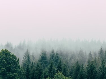 Blick auf einen vernebelten Wald und den Horizont