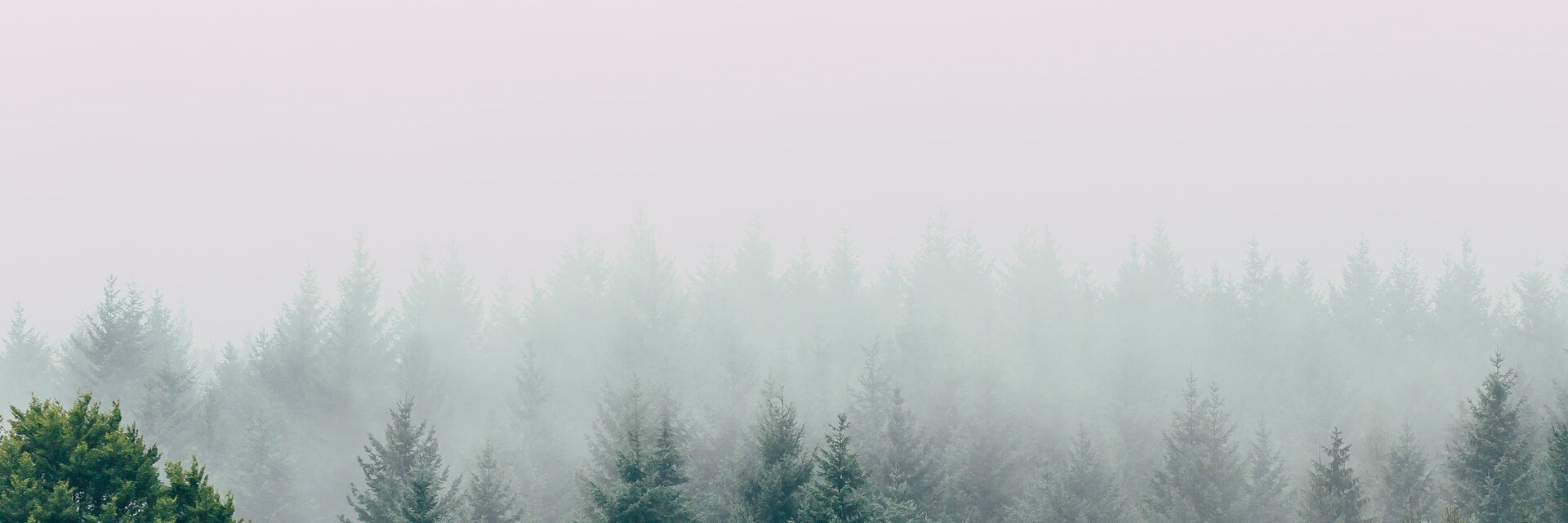 Blick auf einen vernebelten Wald und den Horizont