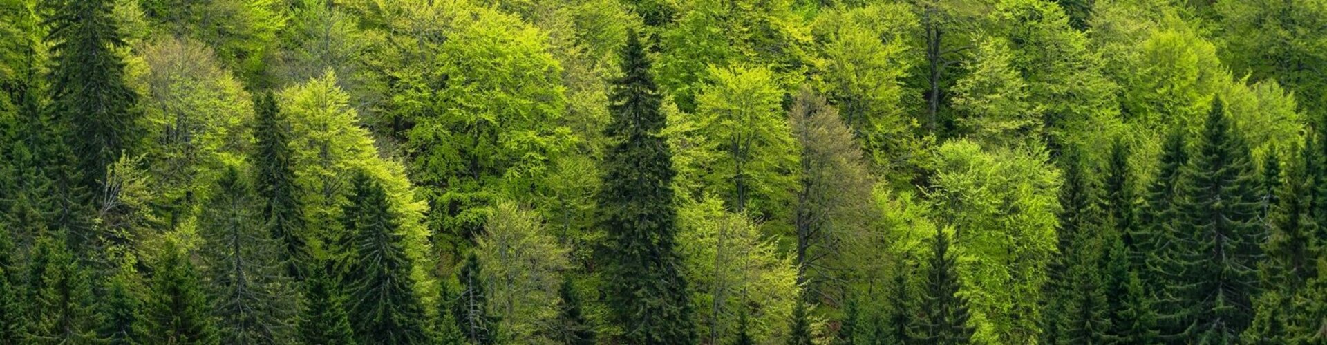 Blick auf die Baumwipfel eines saftigen grünen Waldes