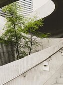 Treppenaufgang aus Beton, der einen Baum umschließt, der in eine von Licht durchflutete Öffnung geht