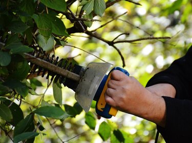 Gartenarbeit im Herbst: Sicher schneiden, häckseln und schreddern Mit einer Heckenschere wird eine Hecke seitlich geschnitten