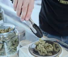 Legalisierung von Cannabis darf keine negativen Folgen für Verkehrssicherheit haben