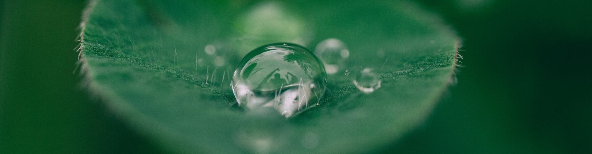 Ein Wassertropfen perlt auf einem grünen Blatt ab
