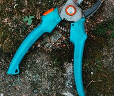 Frühlingsbeginn: Gartenscheren sicher verwenden